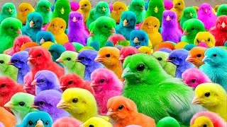 The Most Adorable Animal Reactions Ever Chicken, Rabbit & Duck Edition