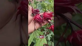 Sorrel season is here