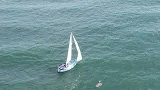 DOLPHINS  PLAYB WITH YAUGHT   HD 1080p 1
