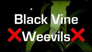 Garden Project - black vine weevil capture and elimination