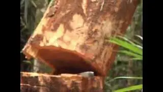 Jeugdjournaal: FSC Houtkap in Suriname door E-Timber: Dennebos Flooring.