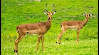 Antelopes: Elegance and Adaptation on the African Plains - Discovering the Planet in FULL HD