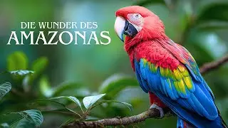 Amazonas ENTDECKEN - Diese FASZINIERENDEN Tiere wirst du sehen!