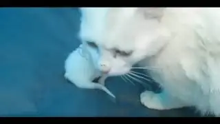 You Laugh You Lose 😅 Best Funny Cats and Dogs Videos 😹🐶
