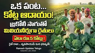How Farmers Became Millionaires with Broccoli Farming | High Profit Agricult #braccoli #agriculture