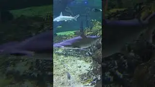 🦈 Bonnethead & Reef Sharks | Graceful Hunters of the Shallows 🌊✨