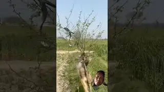 #op #monkey #snake #cute #viralvideo #nature #video