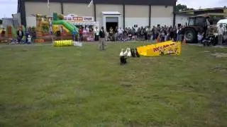Only in New Zealand - Duck herding