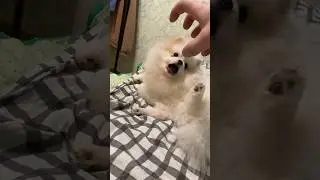Barry wants to bite #dog #doglover #dogs