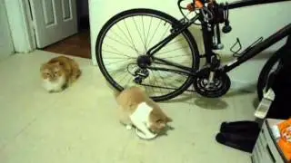 Cat Attacks Bowl