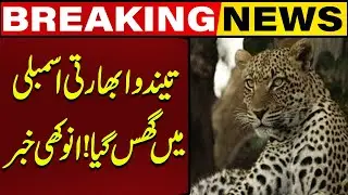 Leopard Enters Indian Parliament? &mdash; Unusual Incident Shocks Everyone! | Breaking News | Capital TV