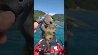 pescaria patieiro Ubatuba sp muita a&ccedil;&atilde;o