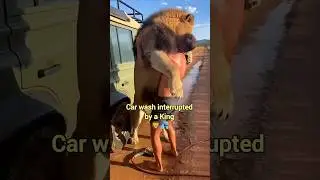 Surprised By The Incredible Wild Animals