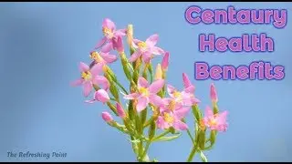 Centaury Herb Health Benefits - Known for its Many Healing Properties Since Ancient Times
