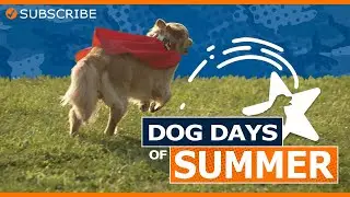 WCC Dog Days of Summer 2025