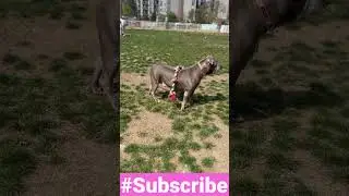 DayInTheLifeW/ (zbkennel). 💜🐾🐶. #dog #pitbulldog #dogvlog #foryou #pitbull #paris #zbk #tiktok