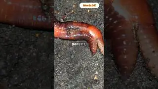 Earthworm Love: 5 Hearts and Unexpected Surprises! #facts #earth #nature #amazing #farm #yt #story