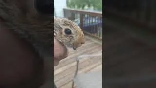 Baby bunny saved from a tick.