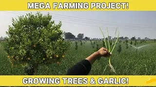 Mega farming project😀 and growing trees🎄 & garlic🧄