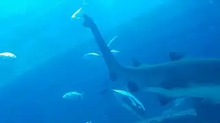 The Dubai Mall: Inside Aquarium Tunnel