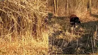 Tom V Tom - 2023 Spring Turkey Hunt