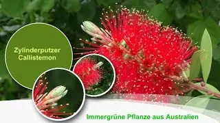 Zylinderputzer(Callistemon)