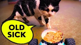 SWEET STREET CAT Spends the Winter Outside | Feeding And Protecting Homeless Animals