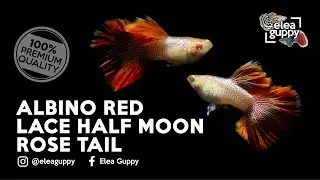 IKAN HIAS GUPPY ALBINO RED LACE HALF MOON ROSE TAIL