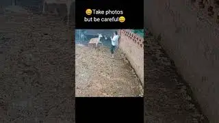 Man And Deer Fight 😄 #shorts #fight