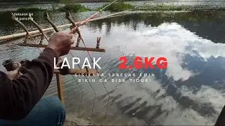 Balik ke Lapak Nila 2.6kg... Tanda ini Bikin Saya Yakin Ikannya Masih ada