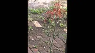 Humming bird enjoys the flowers of an aloe plant in Brooksv