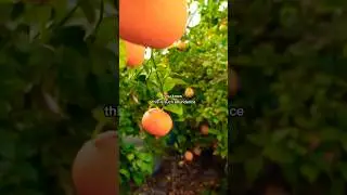 Выращиваете цитрусовые зимой БЕСПЛАТНО? 🍊❄️
