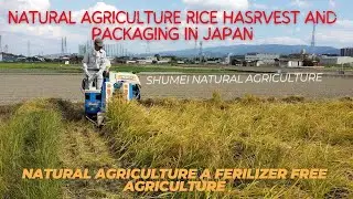 Natural Agriculture   rice Harvesting and Packaging in Japan