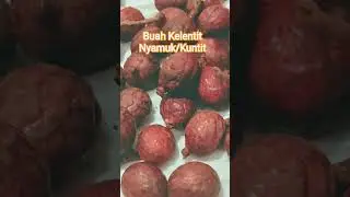 Buah Kelentit Nyamuk/Kuntit #quotes #videos #viral #video #viralvideo #viralshorts #viralshort #fypシ