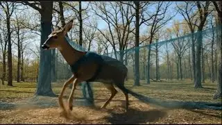 &ldquo;Kind Man Saves a Crying Deer Caught in a Forest Trap | Heart-Touching Rescue&rdquo;