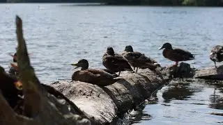 Ducks on Saint Mary's Lake, Notre Dame (no audio) (08/09/2020)