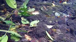Phenogaster tegatus in the wild