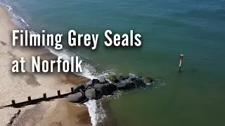 Filming Grey Seals at Norfolk Beach | First Wildlife Shoot Experience - test footage