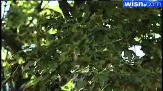 Disease Hits Maple Trees Across Southeastern Wisconsin