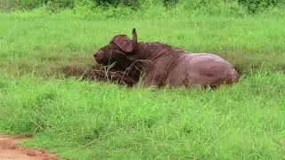 African Buffalo taking a Mud Bath   Little Sisters Adventure Tours