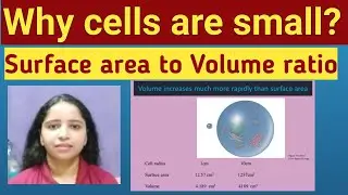 Why are cells small ? surface area to volume ratio by Dr.Komal