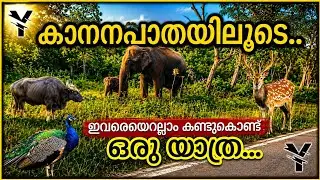 A road trip to feel the jungle | Muthanga - Bandipur - Mudumalai forests | Yaathra യാത്ര | #29