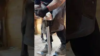 Finishing phase done right &mdash; with hoof doctor &mdash; for protection, shine, and healthy hooves.