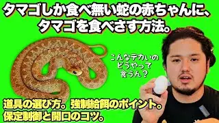 【強制給餌】タマゴヘビの幼蛇の育て方。【飼育方法】