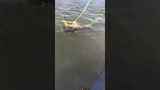 Linge Meerval op rattling hornet  uit de kant vandaan