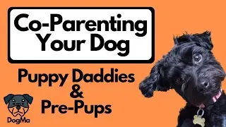 How To Co-Parent Your Dog