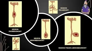 Czy układ nerwowy składa się tylko z neuron&oacute;w? (ciekawostki biologiczne)