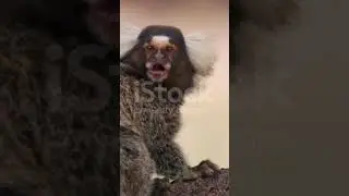 Types of Monkey's #educationalwildlife #animaleducation