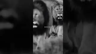 Be the Lion, Not the Sheep: Embrace Your Leadership Potential#motivation #quotes  #successquotes