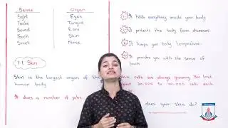 Class 3 - Science - Chapter 1 - Lecture 1 - 1.1 Skin - Allied Schools